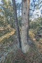 Closeup of a pine tree trunk growing in boreal woodland. Distorted view of a coniferous forest plant shedding leaves and Royalty Free Stock Photo