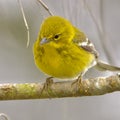 Closeup of a Pine Warbler perched on a tree branch Royalty Free Stock Photo