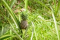 Closeup of a pineapple growing in a garden on a sunny day Royalty Free Stock Photo