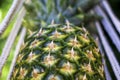 Closeup pineapple in hammock Royalty Free Stock Photo
