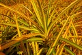 Closeup of a pineapple plant growing in an empty field at sunset in Oahu, Hawaii, United States of America. Organic