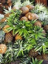 Closeup of pineapples fruit, Binan wholesale market, Philippines