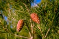 Closeup of a pinecone on a branch isolated Royalty Free Stock Photo