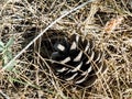 closeup of a pinecone on the floor with dried leaves and grass