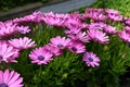 Closeup of pink african daisy flowers on terrace