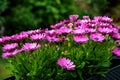 Closeup of pink african daisy flowers on terrace