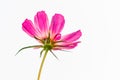 Closeup of a pink African daisy under the lights against a white background Royalty Free Stock Photo