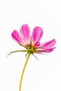 Closeup of a pink African daisy under the lights against a white background Royalty Free Stock Photo