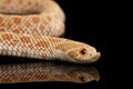 Closeup Pink Albino Western Hognose Snake, Heterodon nasicus isolated black