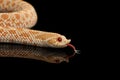 Closeup Pink Albino Western Hognose Snake, Heterodon nasicus isolated black