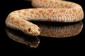 Closeup Pink Albino Western Hognose Snake, Heterodon nasicus isolated black