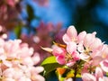 Closeup pink apple flower blooming. Beauty nature background.