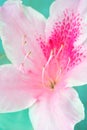 Closeup of Pink Azalea Flower Royalty Free Stock Photo