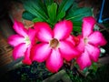 Closeup pink azalea flowers