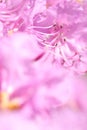 Closeup of pink azalea flowers stamen in spring