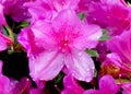 Closeup of a pink azalea