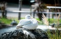 Closeup of a pink-backed pelican perched on a rock in a zoo Royalty Free Stock Photo