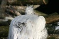 Closeup of Pink-backed pelican at riverside Royalty Free Stock Photo