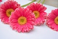 Closeup of pink Barberton daisies on a white background with space for your text Royalty Free Stock Photo