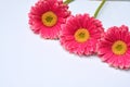 Closeup of pink Barberton daisies on a white background with space for your text Royalty Free Stock Photo