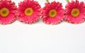 Closeup of pink Barberton daisies on a white background with space for your text Royalty Free Stock Photo