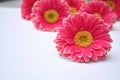 Closeup of pink Barberton daisies on a white background with space for your text Royalty Free Stock Photo