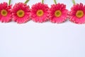 Closeup of pink Barberton daisies on a white background with space for your text Royalty Free Stock Photo
