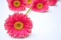 Closeup of pink Barberton daisies on a white background with space for your text Royalty Free Stock Photo