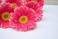 Closeup of pink Barberton daisies on a white background with space for your text Royalty Free Stock Photo