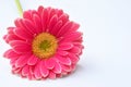 Closeup of pink a Barberton daisy on a white background with space for your text Royalty Free Stock Photo
