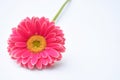 Closeup of pink a Barberton daisy on a white background with space for your text Royalty Free Stock Photo