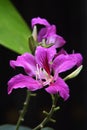 Bauhinia purpurea pollen or Butterfly TreePink flower.