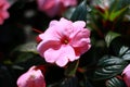 Closeup, Pink begonia flower are blooming in the garden so very beautiful