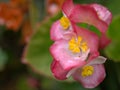 Closeup pink  begonia flowers in garden with soft focus and blureed Royalty Free Stock Photo