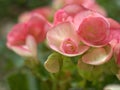 Closeup pink  begonia flowers in garden with soft focus and blureed Royalty Free Stock Photo