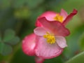 Closeup pink  begonia flowers in garden with soft focus and blureed Royalty Free Stock Photo