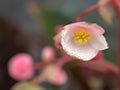 Closeup pink begonia flowers in garden with soft focus ,sweet color and green blurred background Royalty Free Stock Photo