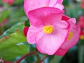 Closeup pink begonia flowers plants in garden with green blurred background ,macro image ,sweet color Royalty Free Stock Photo