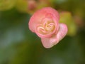 Closeup pink begonia flowers plants in garden with green blurred background,sweet color Royalty Free Stock Photo