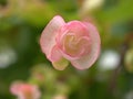 Closeup pink begonia flowers plants in garden with green blurred background,sweet color Royalty Free Stock Photo