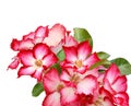 Desert rose flowers. Royalty Free Stock Photo