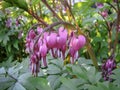 Closeup of pink bleeding heart flower blossom in spring garden