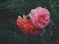 blooming camellia flowers