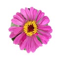 Closeup of a pink blooming common zinnia flower isolated Royalty Free Stock Photo
