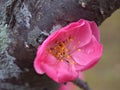 Closeup pink blossoms cherry blossomes with soft focus for background and blurred background ,macro image ,abstract background