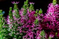 Closeup of the Pink Blossoms of an Italian heather House Plant