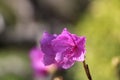 closeup of the pink blossoms of Rhodemdron mucronulatum Royalty Free Stock Photo