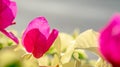 Closeup of pink bougainvillea flower