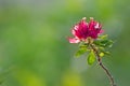 Close up of Pink Bougainvillea Flower Isolated on Blurry Background Royalty Free Stock Photo