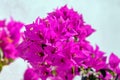 Closeup of pink Bourgainvillea flowers. Bright color blossom and colourful foliage on Mediterranean plant. Luxury spa theme.